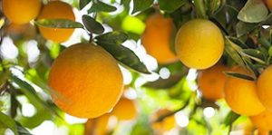 Fillmore-Piru Citrus